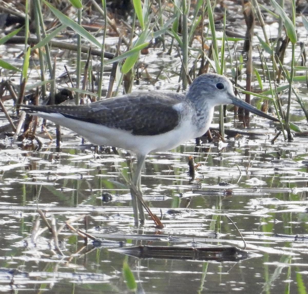 Common Greenshank - ML643028419