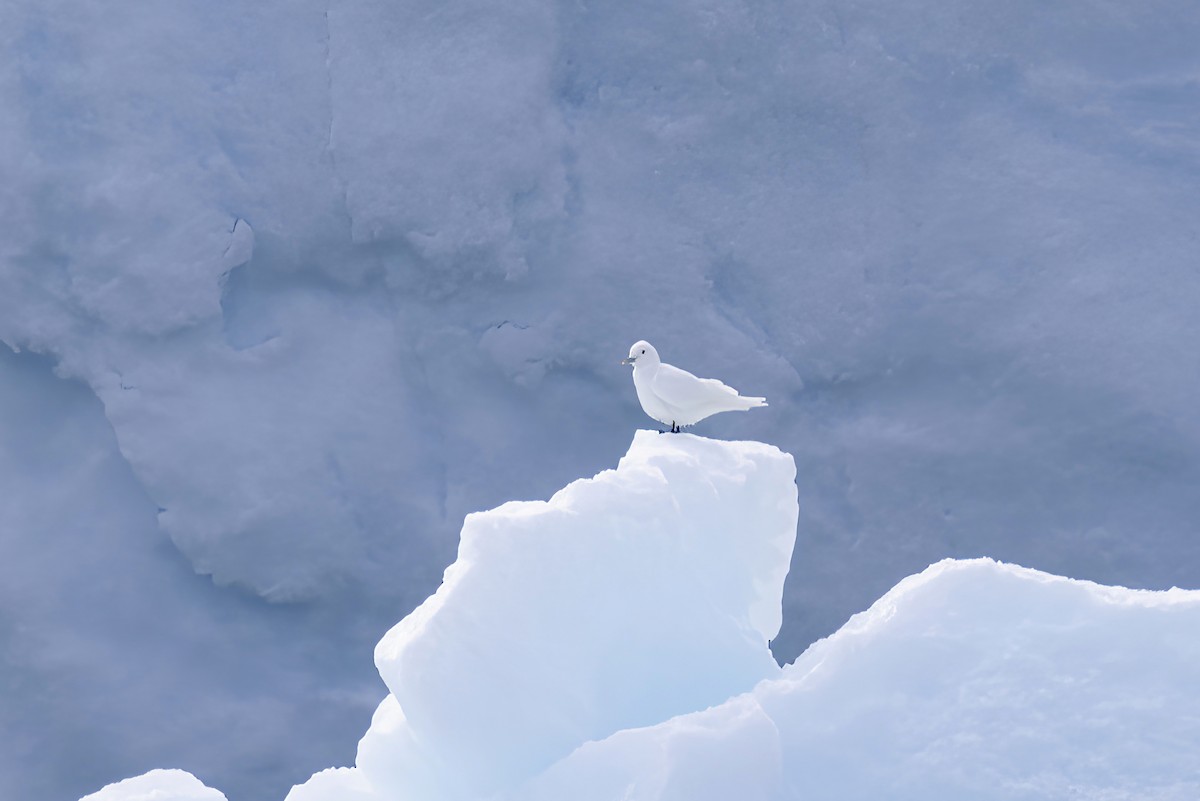 Ivory Gull - ML643028423