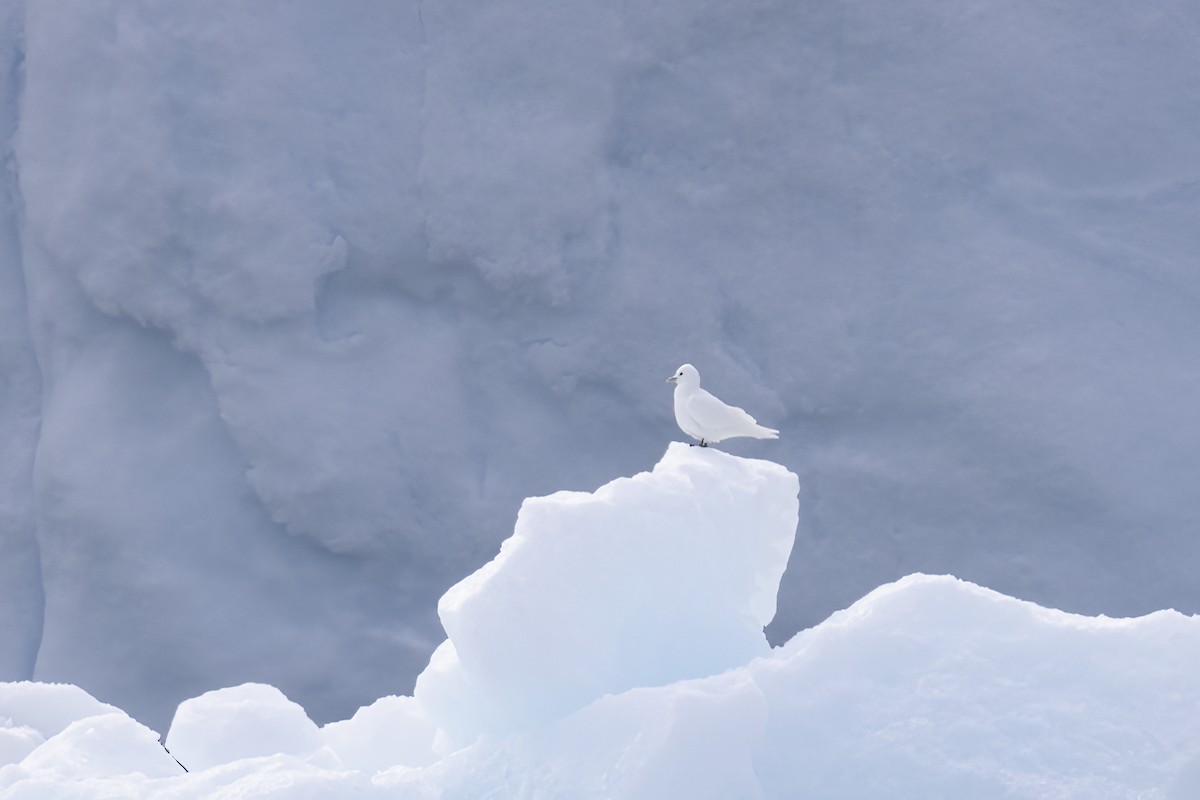 Ivory Gull - ML643028424