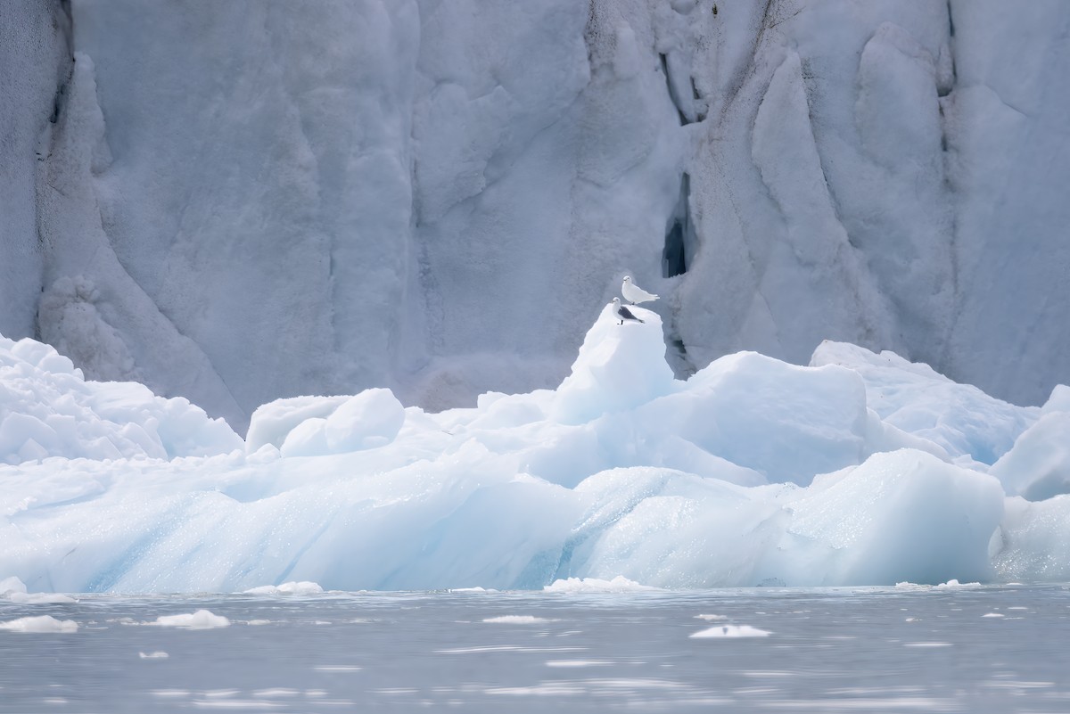Ivory Gull - ML643028425