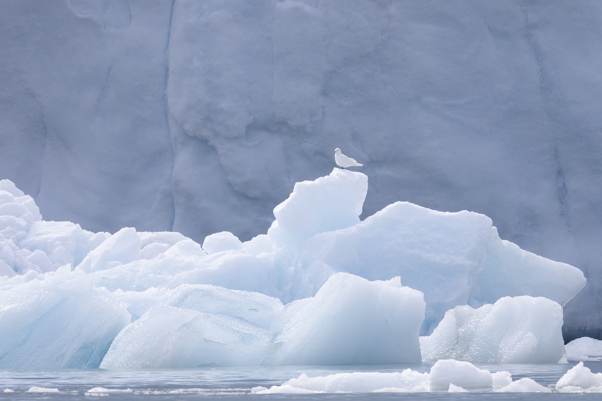 Ivory Gull - ML643028426