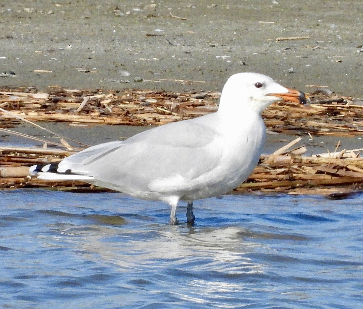 Audouin's Gull - ML643028457