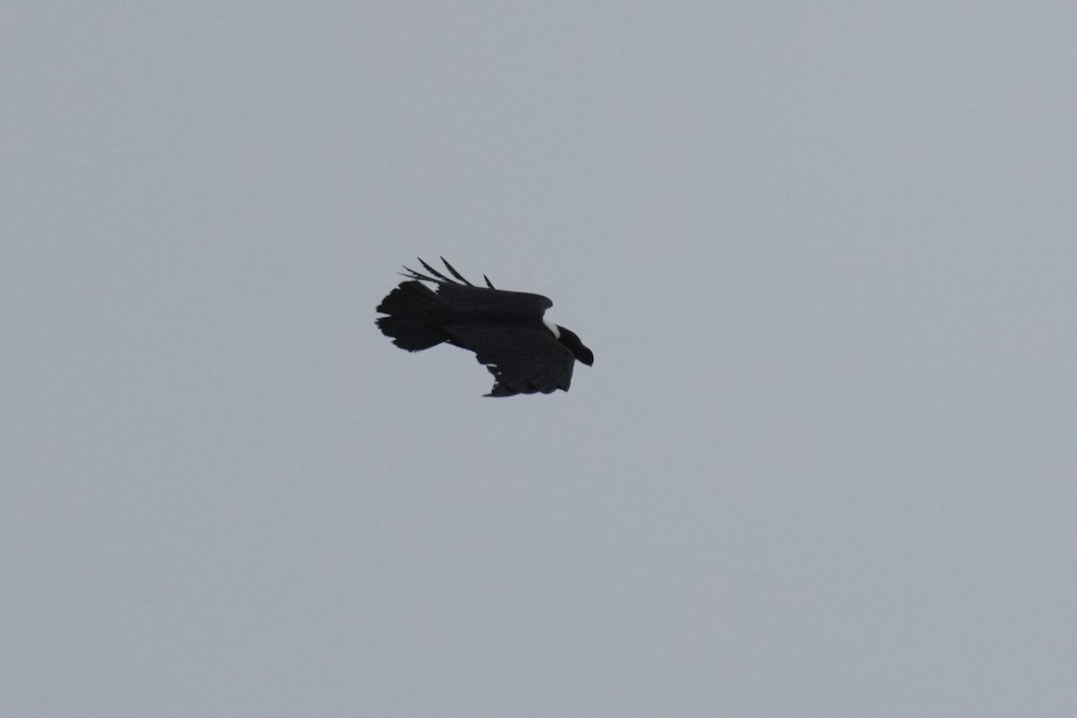 White-necked Raven - ML643028458