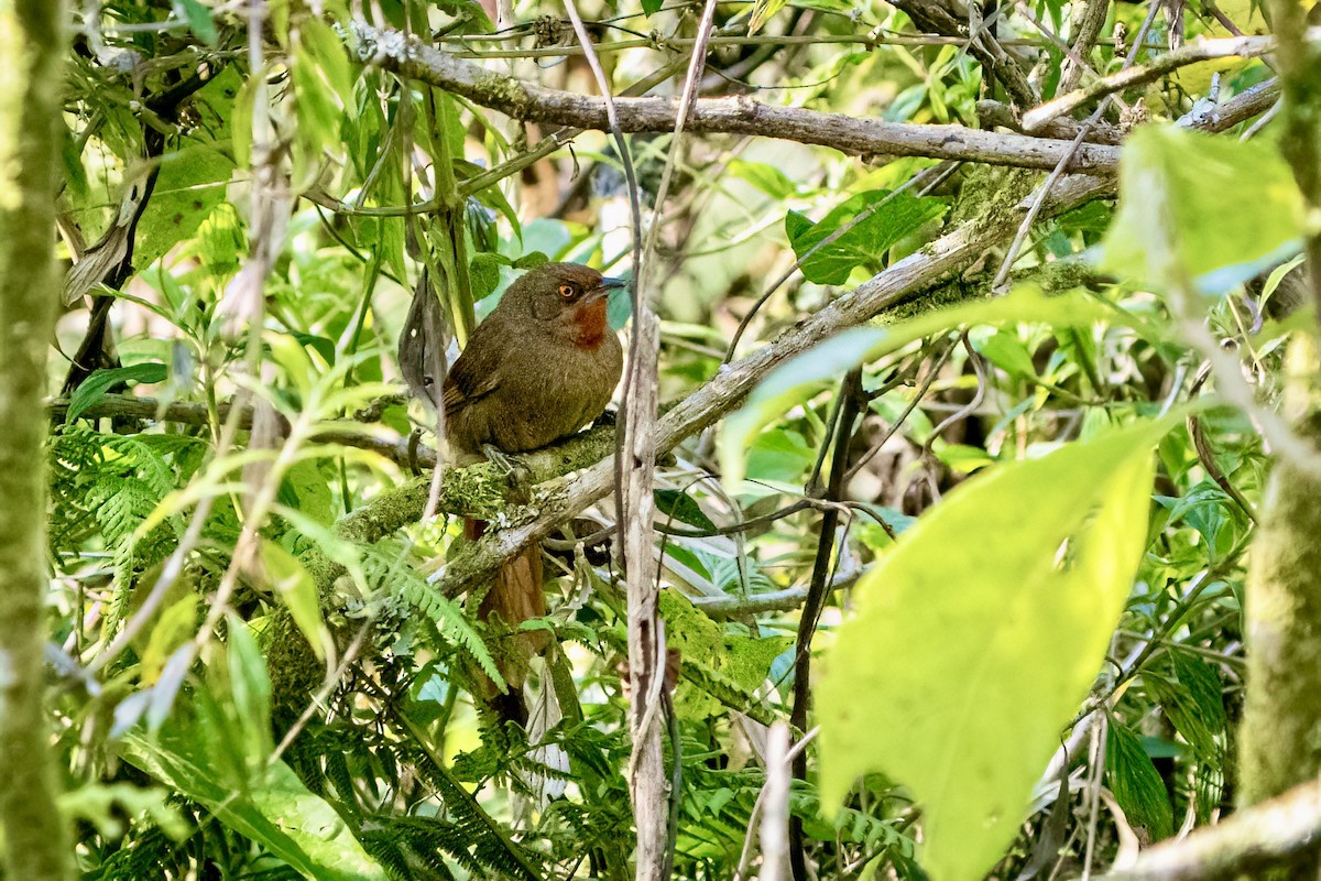 Orange-eyed Thornbird - ML643028459