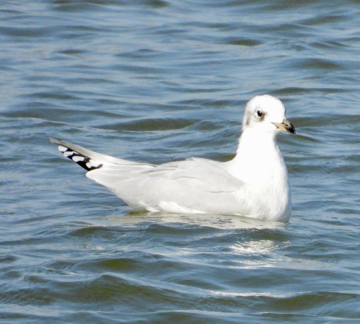 Mediterranean Gull - ML643028469