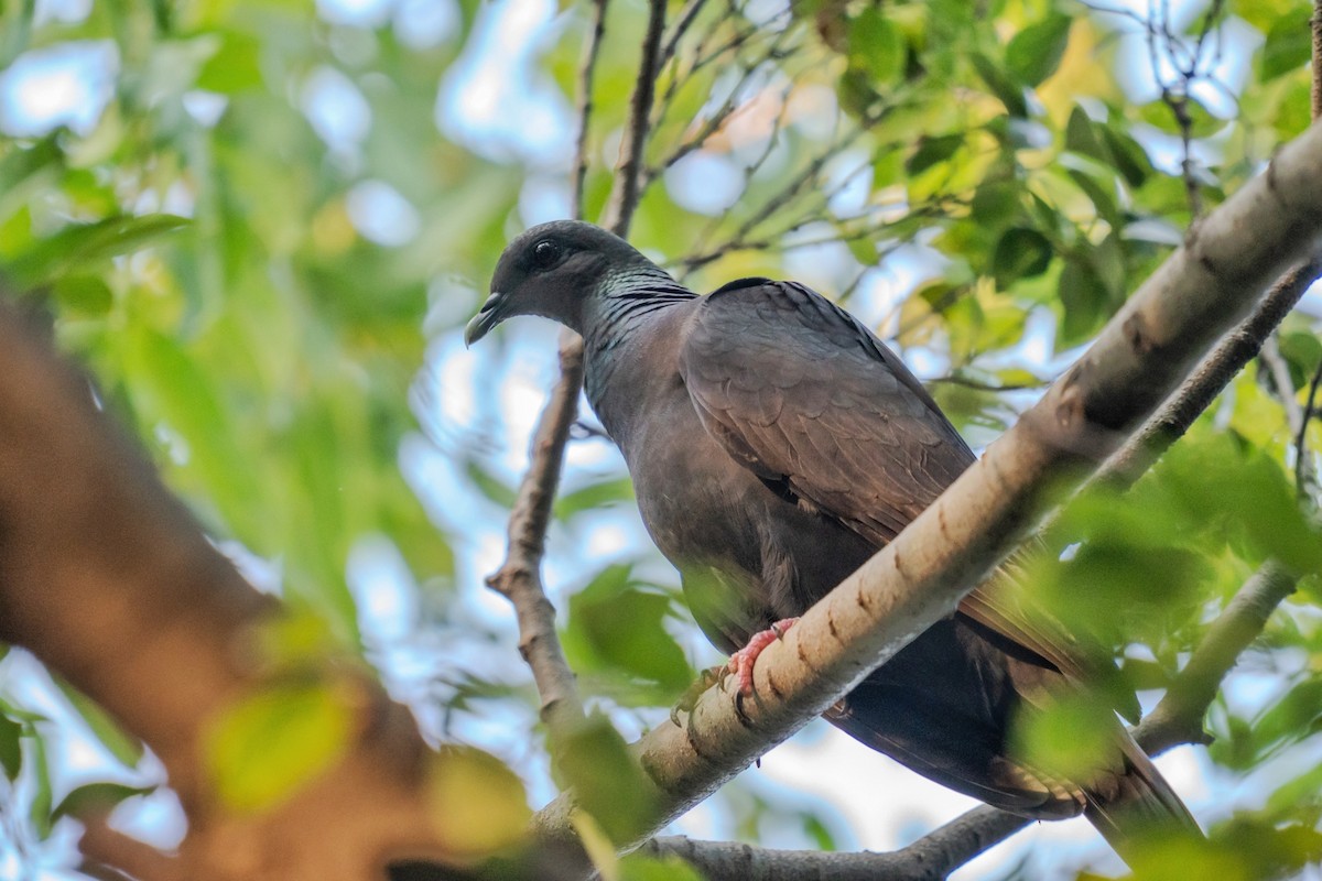 Black Wood-Pigeon - ML643028471