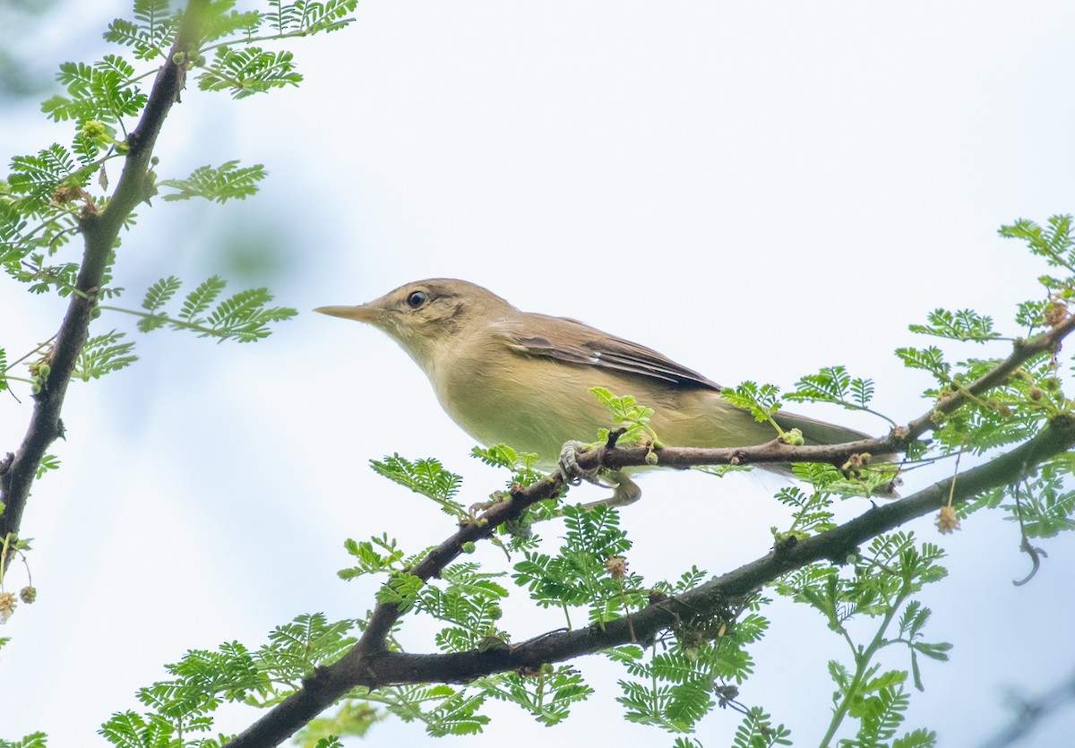 Sykes's Warbler - ML643028487