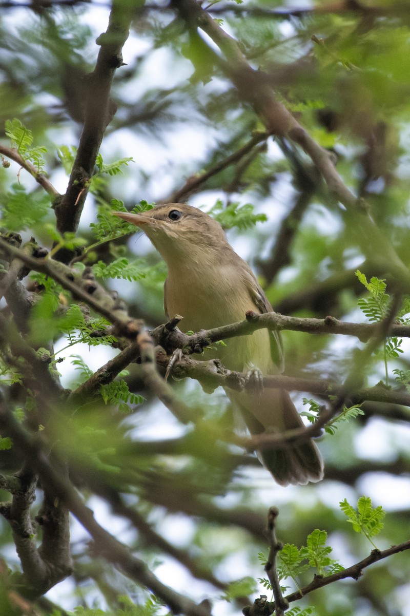 Sykes's Warbler - ML643028488