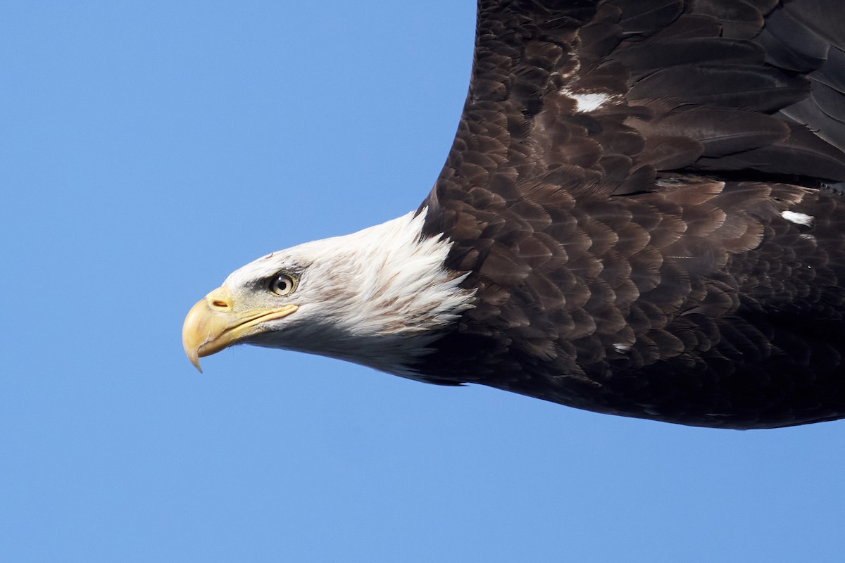Bald Eagle - ML643028492