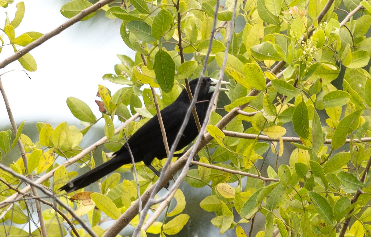 Solitary Black Cacique - ML643028500