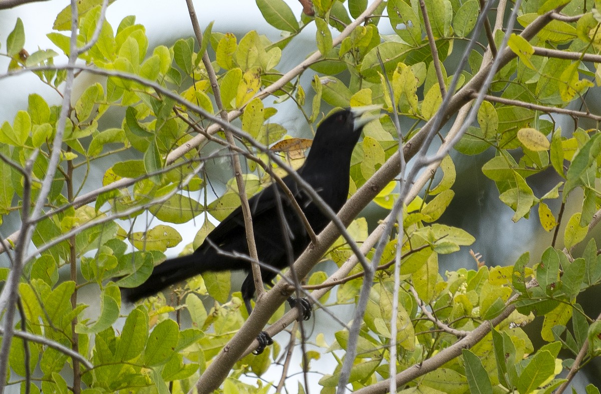 Solitary Black Cacique - ML643028501