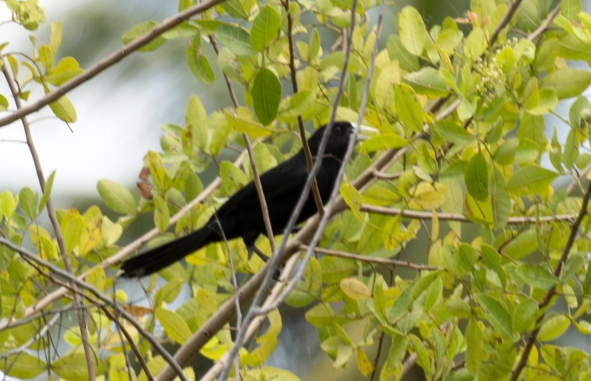 Solitary Black Cacique - ML643028502