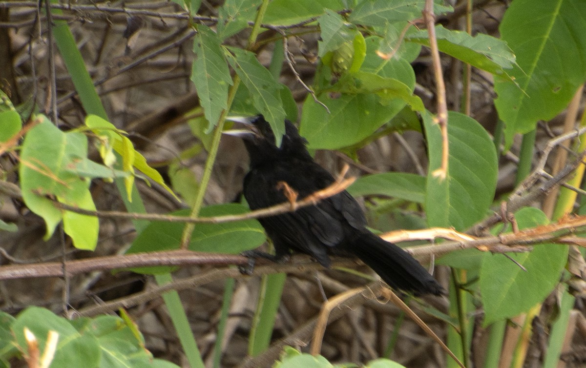 Solitary Black Cacique - ML643028503