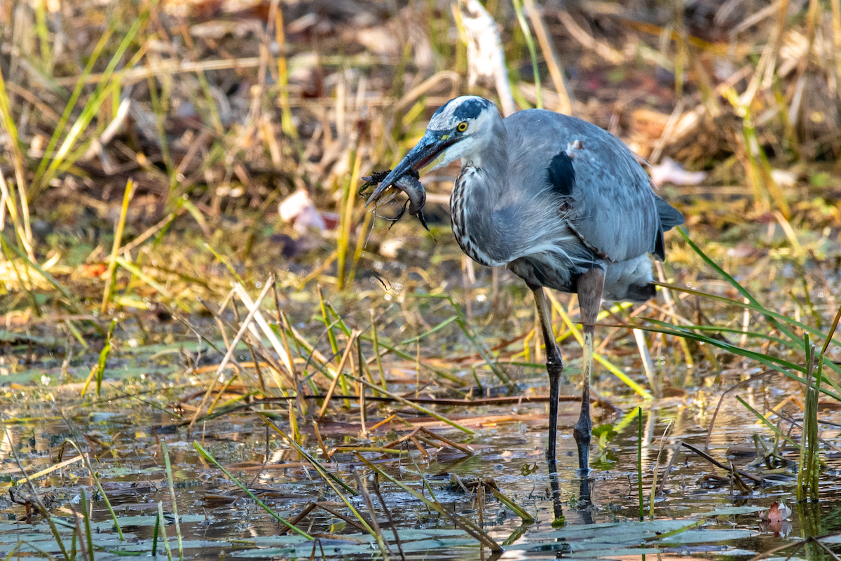 Great Blue Heron - ML643028539