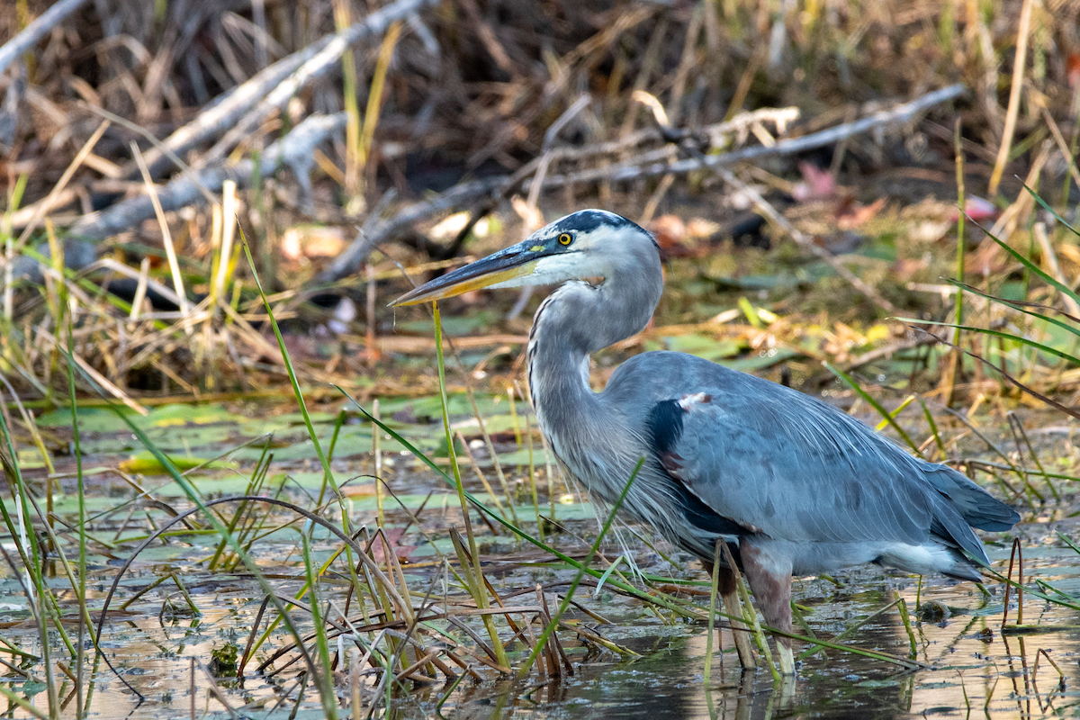 Great Blue Heron - ML643028540