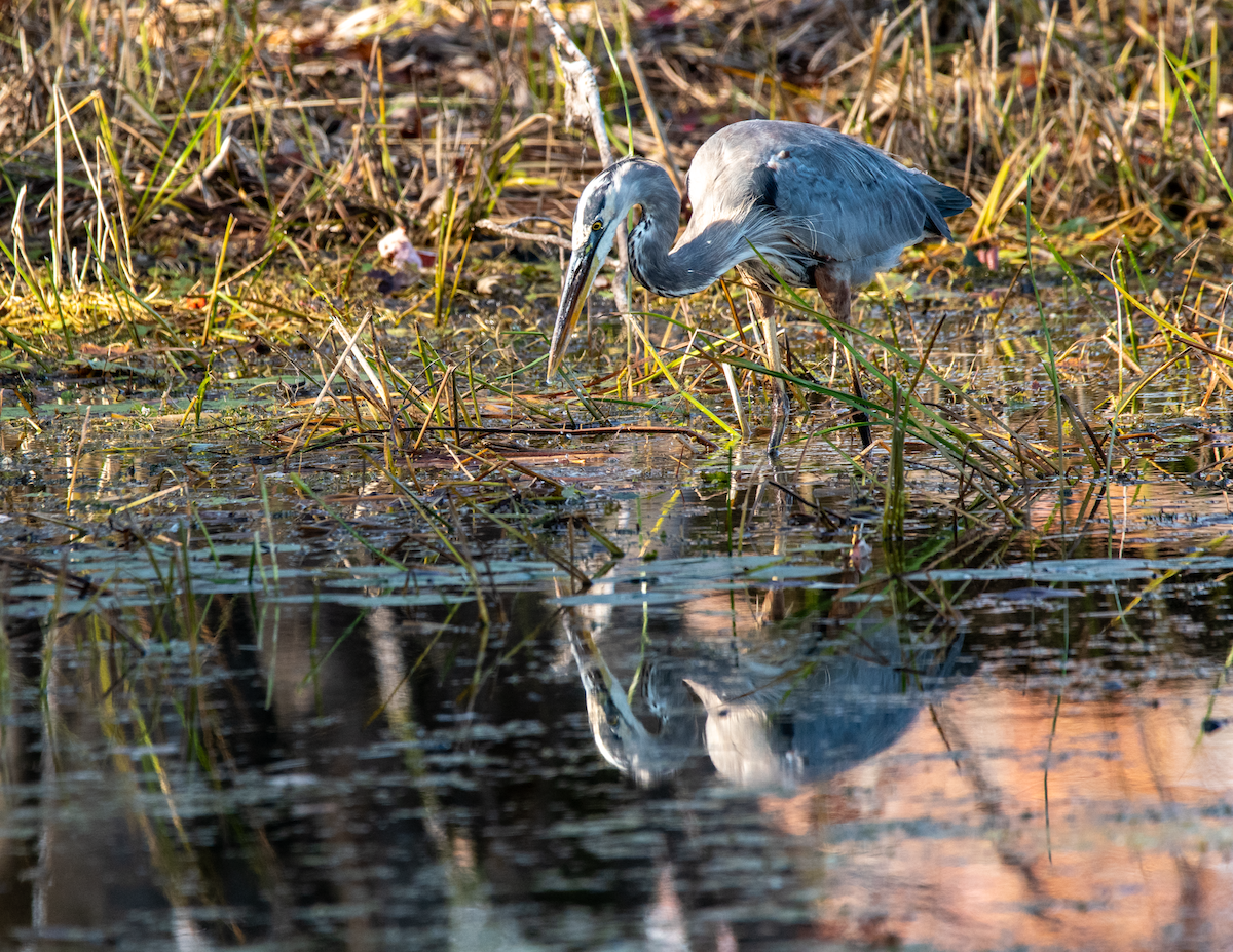 Great Blue Heron - ML643028541