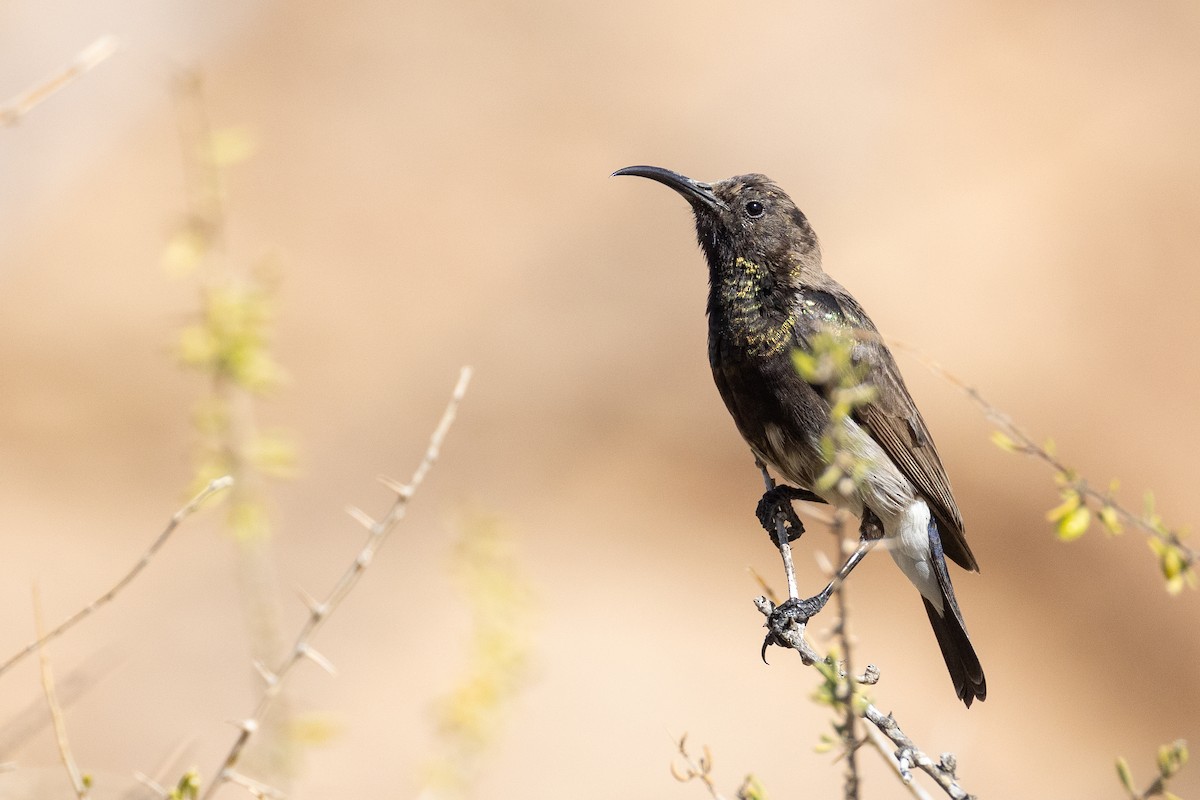 Dusky Sunbird - ML643028562