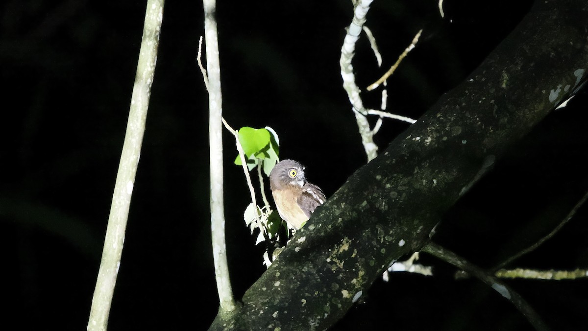 Ochre-bellied Boobook - ML643028568