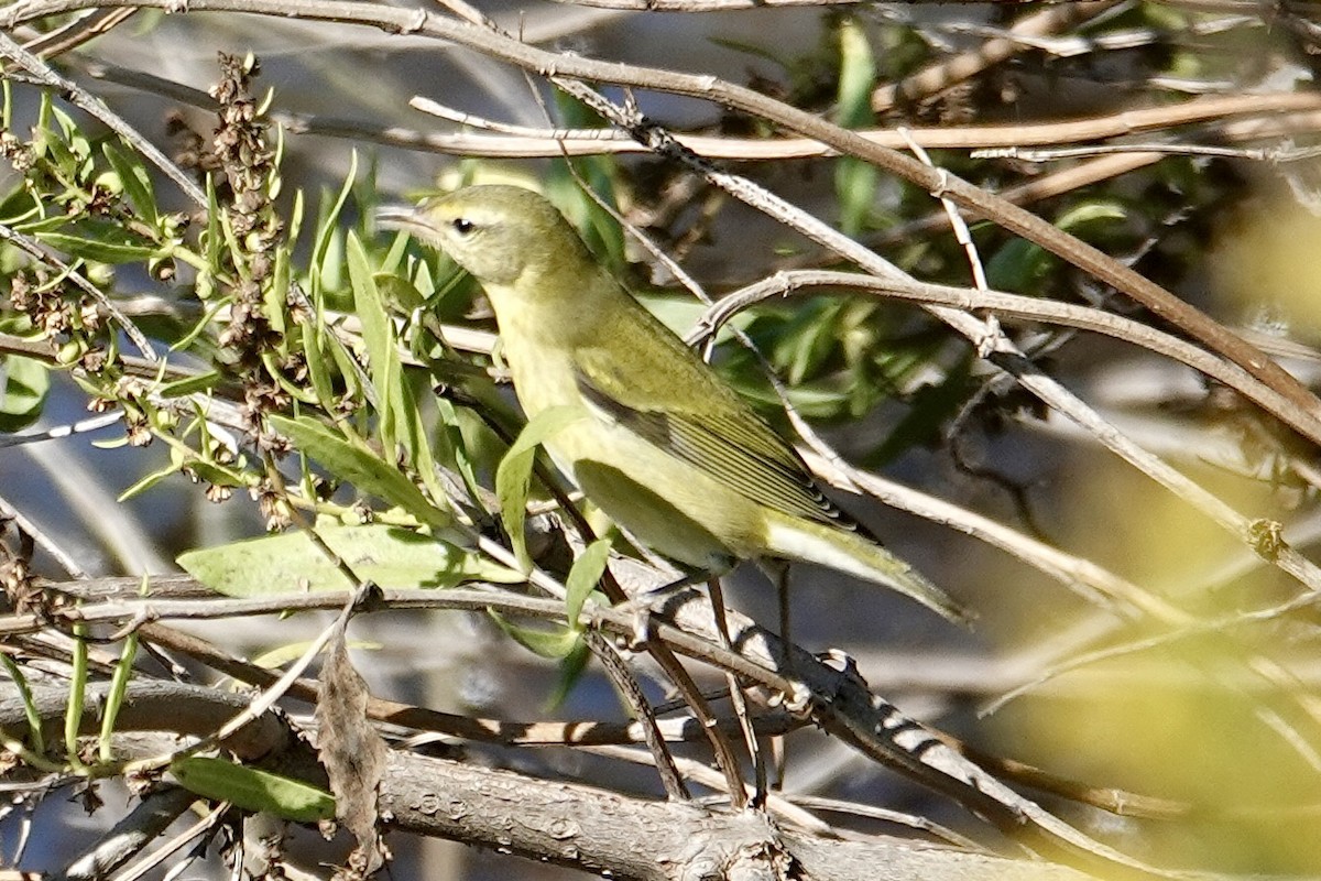 Tennessee Warbler - ML643028576