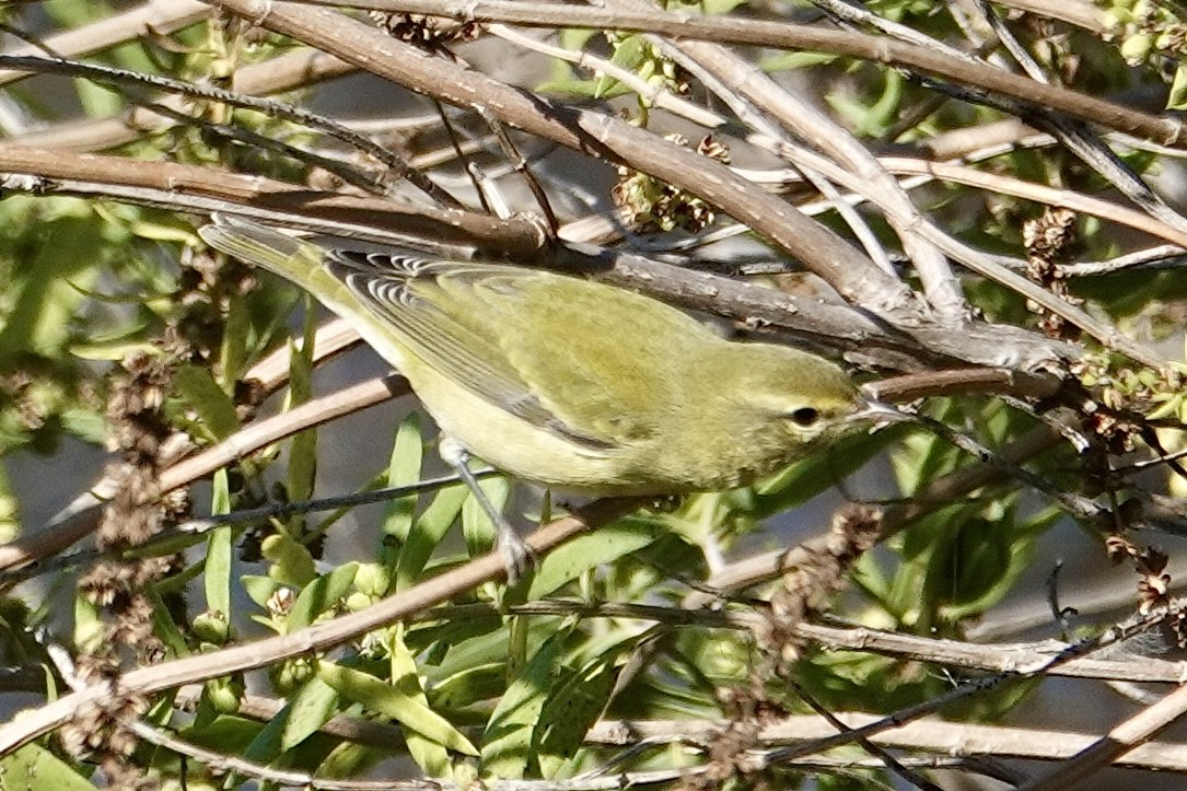 Tennessee Warbler - ML643028577