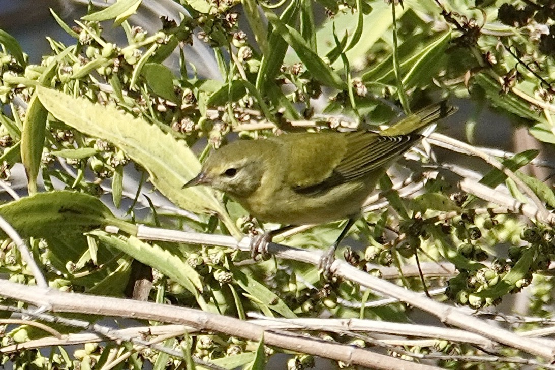 Tennessee Warbler - ML643028578