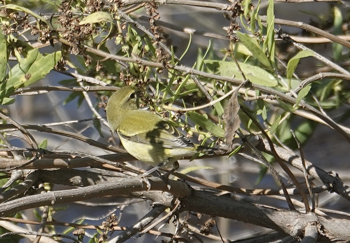 Tennessee Warbler - ML643028579