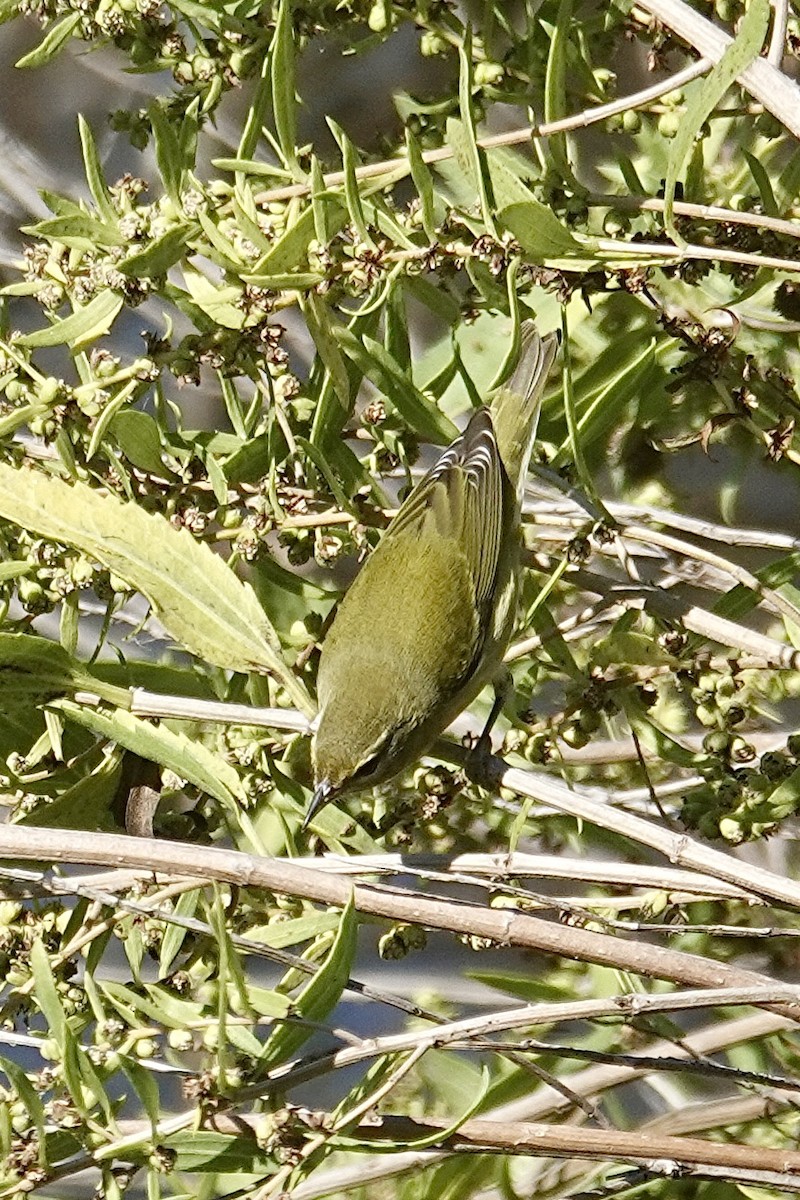 Tennessee Warbler - ML643028580
