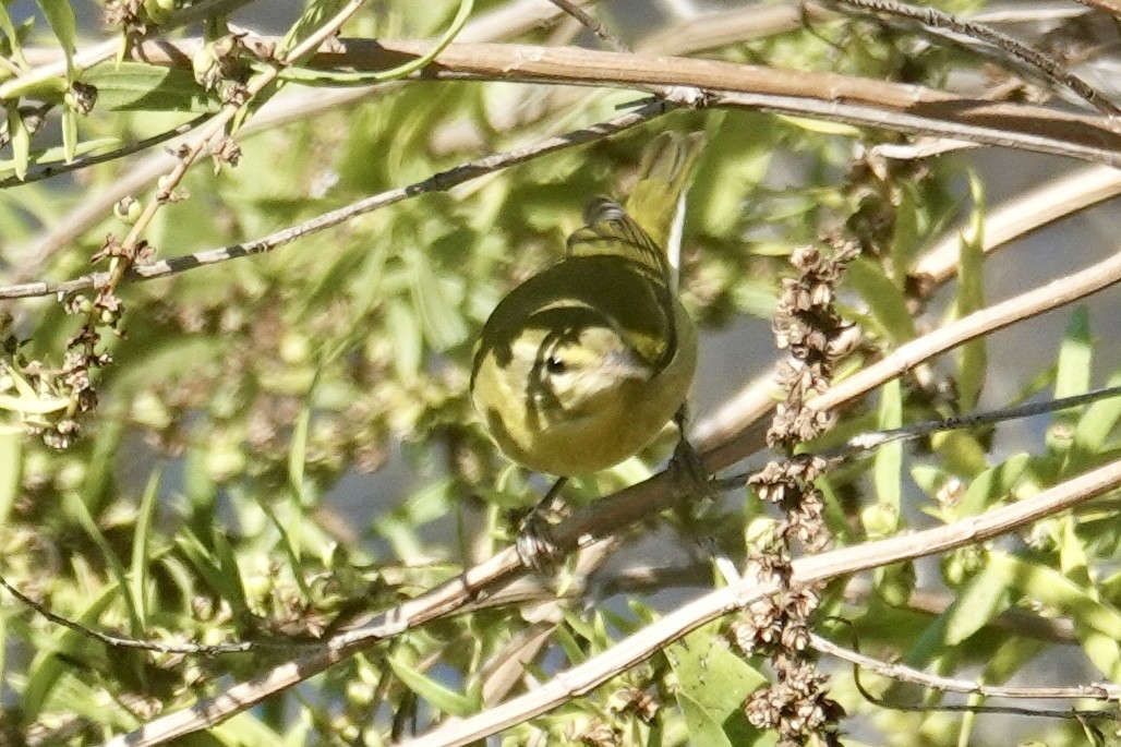 Tennessee Warbler - ML643028581