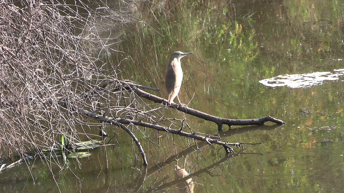 Squacco Heron - ML643028597