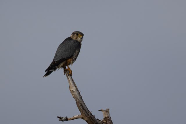 Merlin - ML643028611