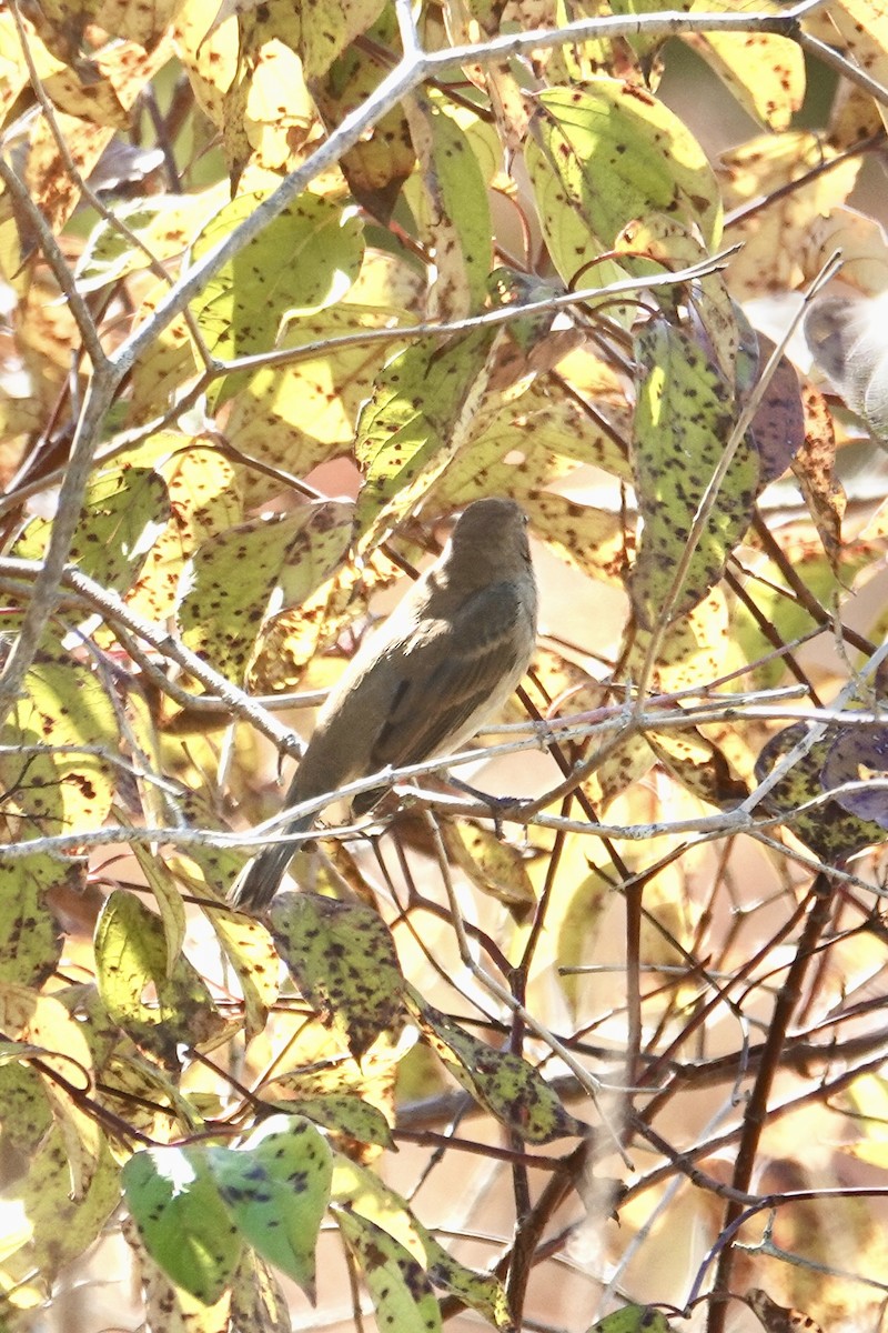 ルリノジコ - ML643028613