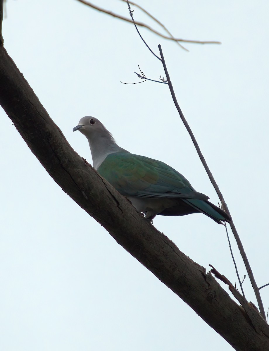 Green Imperial-Pigeon - ML643028628