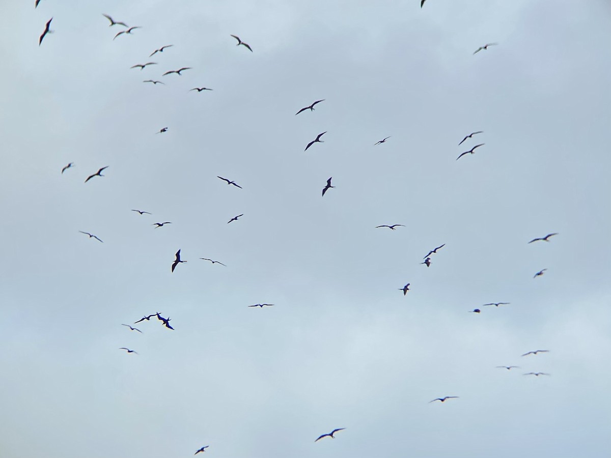 Magnificent Frigatebird - ML643028629