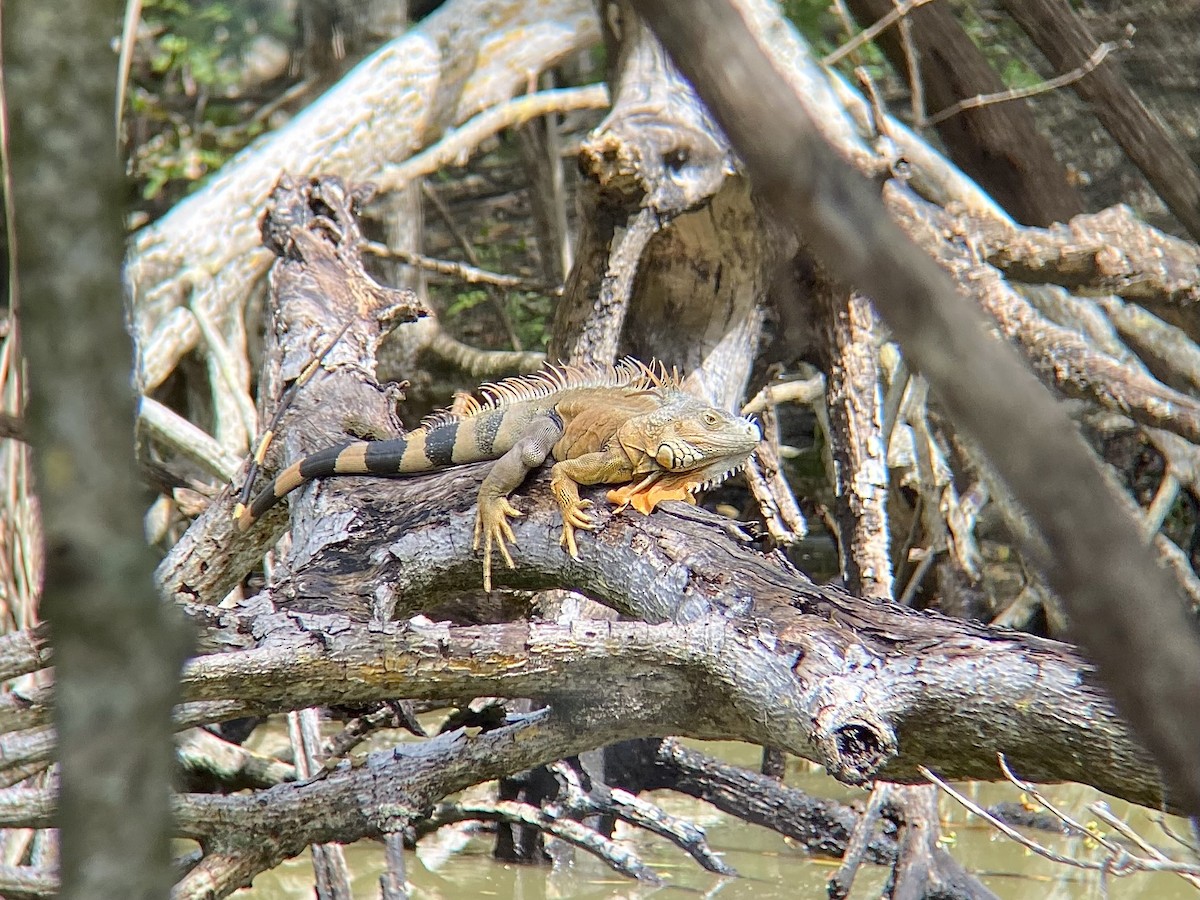 Green Iguana - ML643028634