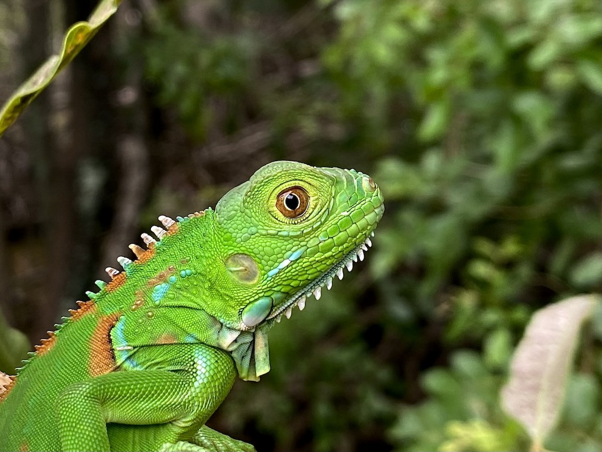 Green Iguana - ML643028635