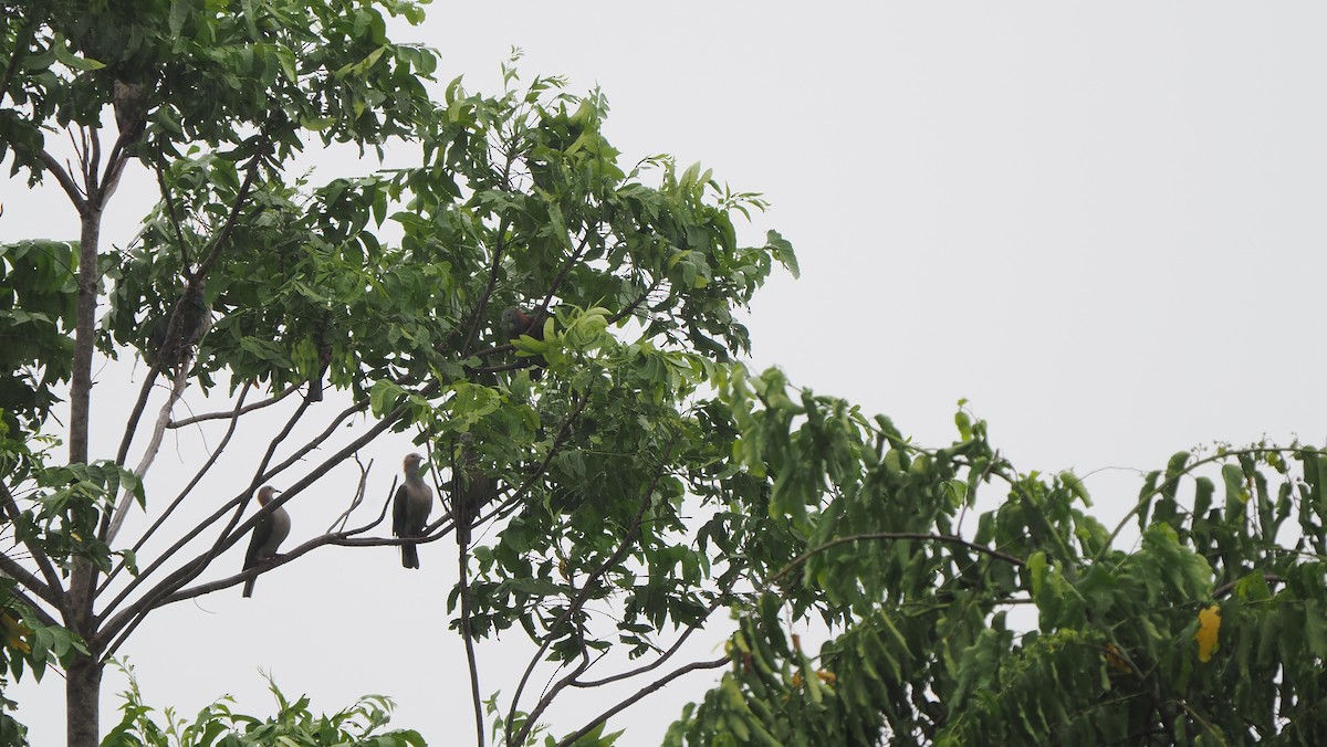 Green Imperial-Pigeon (Rufous-naped) - ML643028668