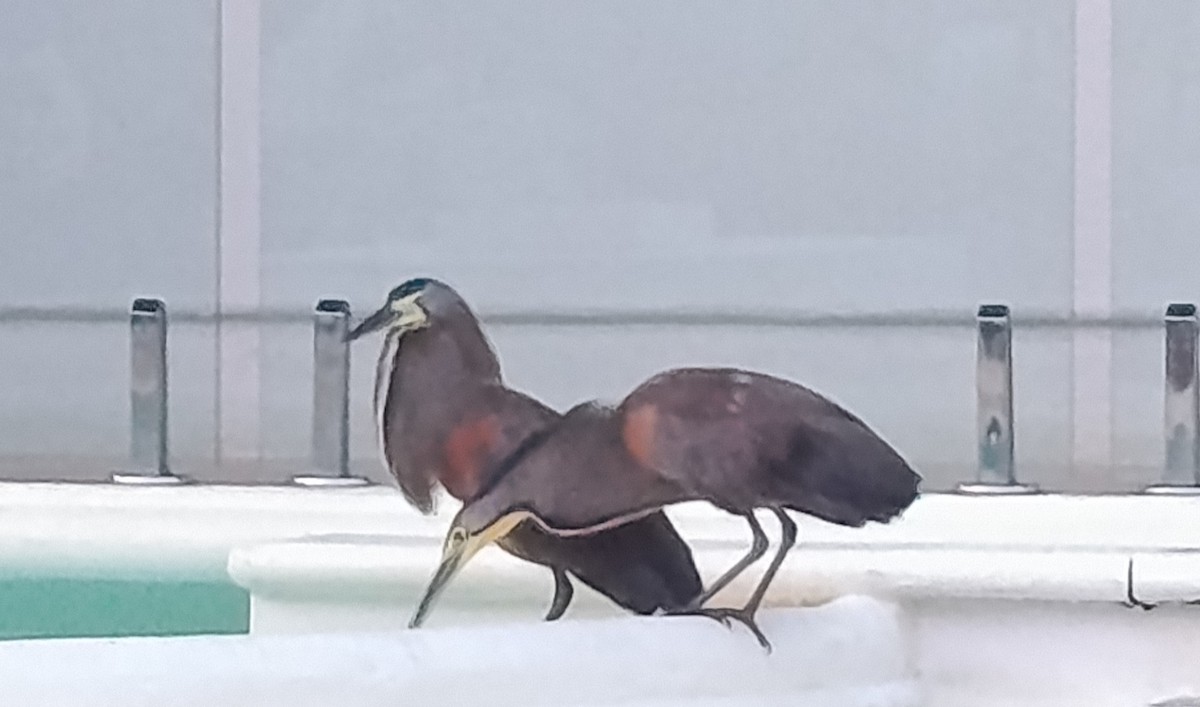 Bare-throated Tiger-Heron - ML643028671