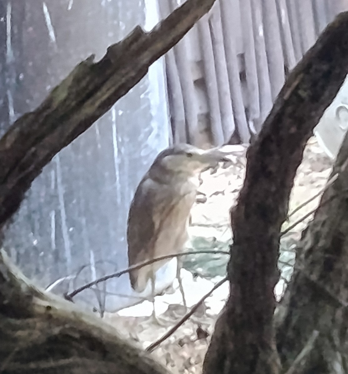 Black-crowned Night Heron - ML643028691