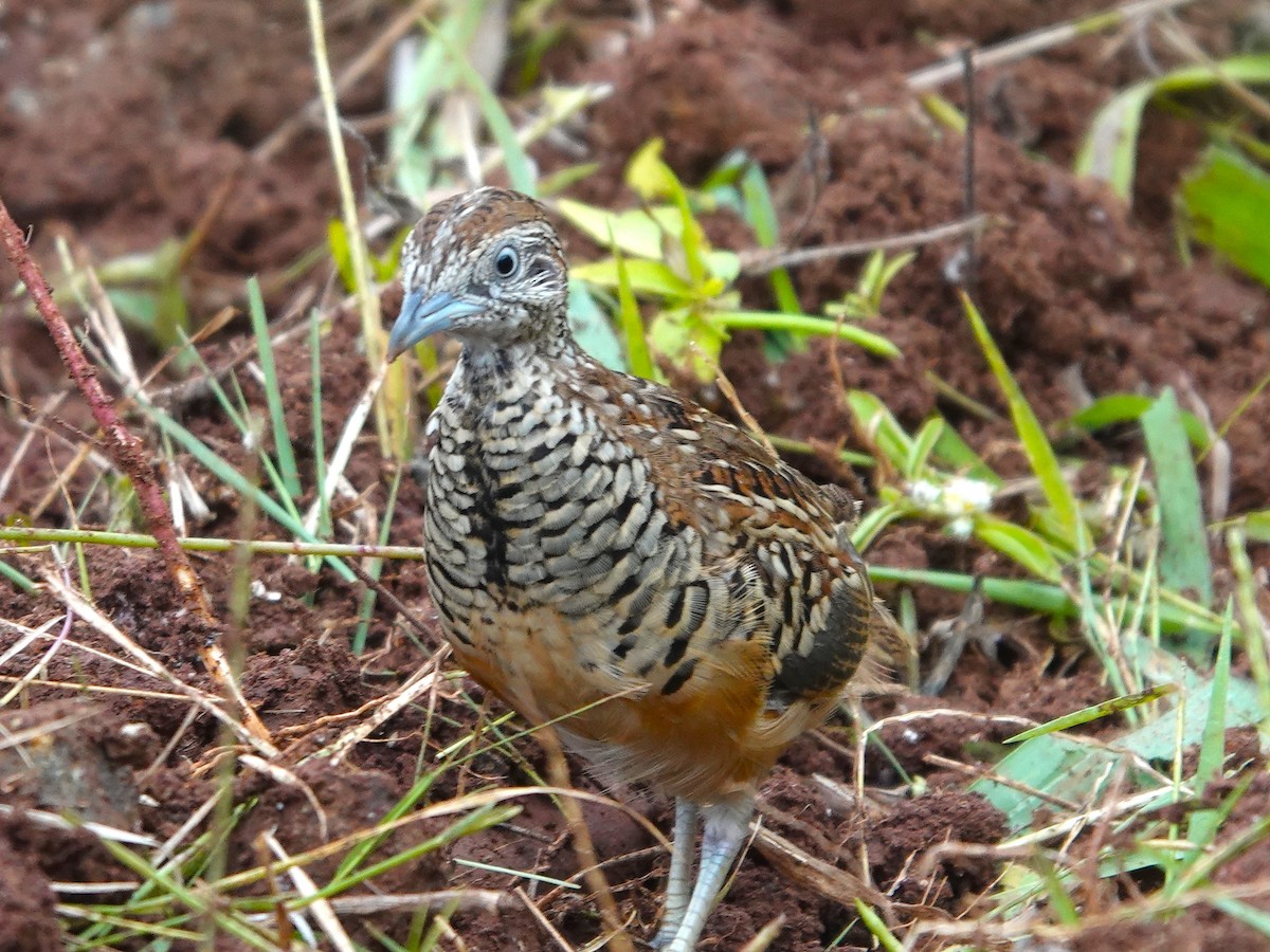 Barred Buttonquail - ML643028692