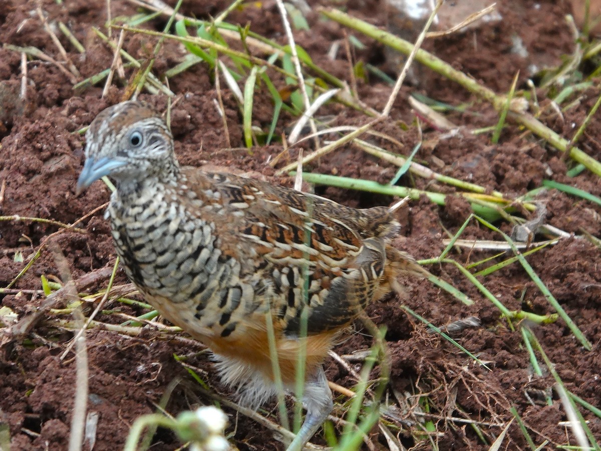 Barred Buttonquail - ML643028693
