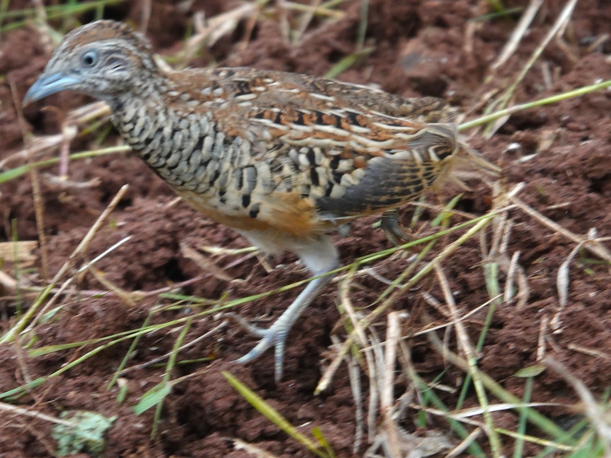 Barred Buttonquail - ML643028694