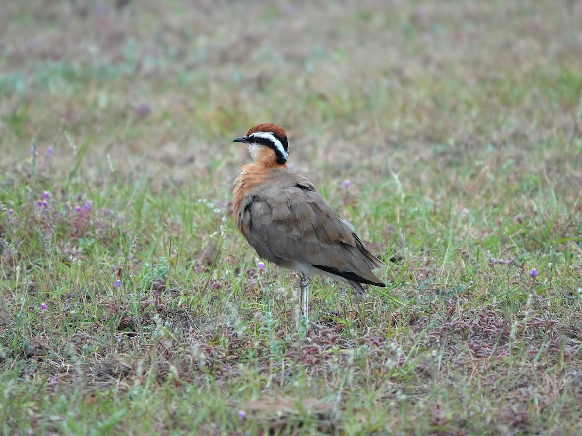 Indian Courser - ML643028704