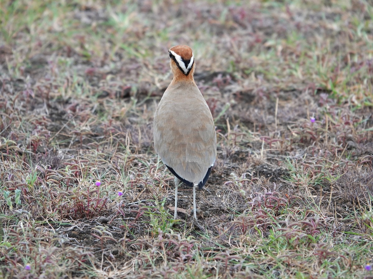 Indian Courser - ML643028706