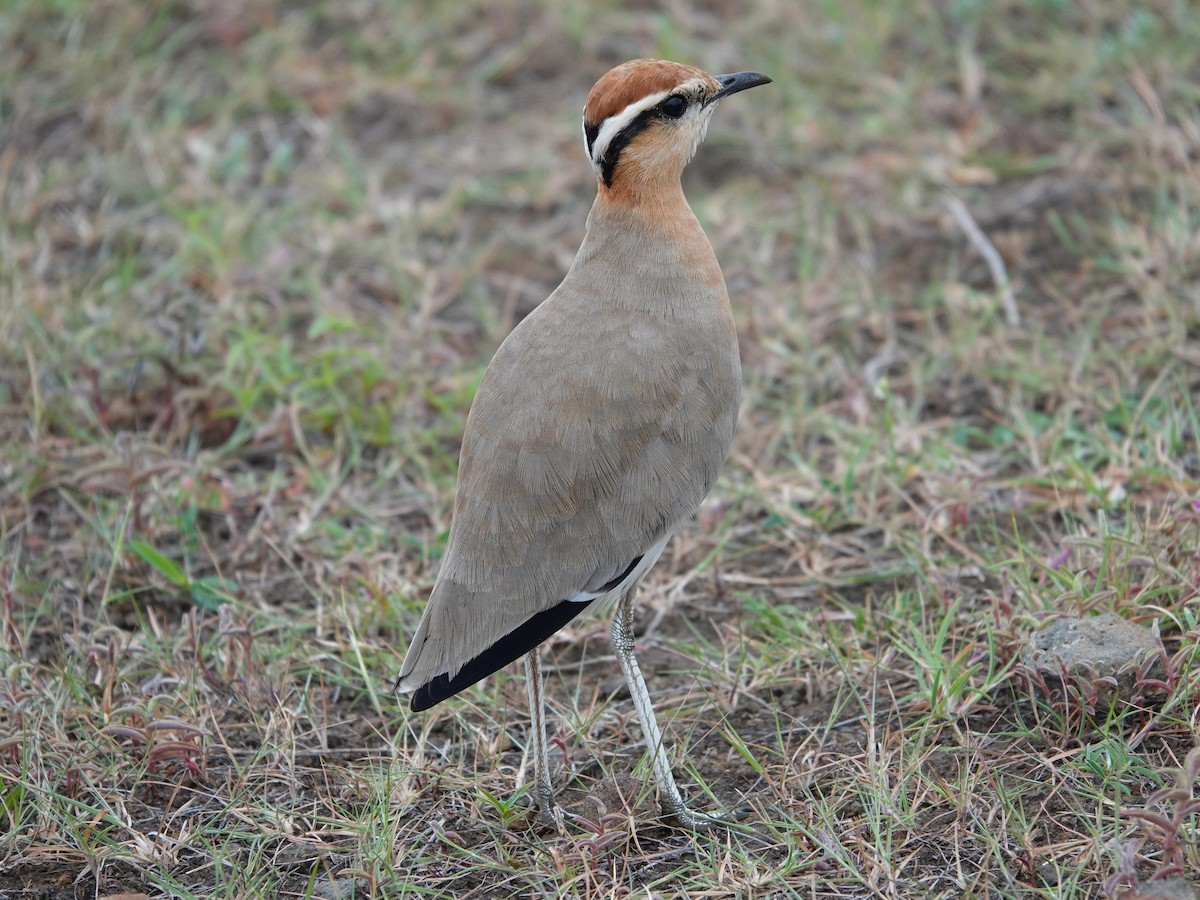 Indian Courser - ML643028707