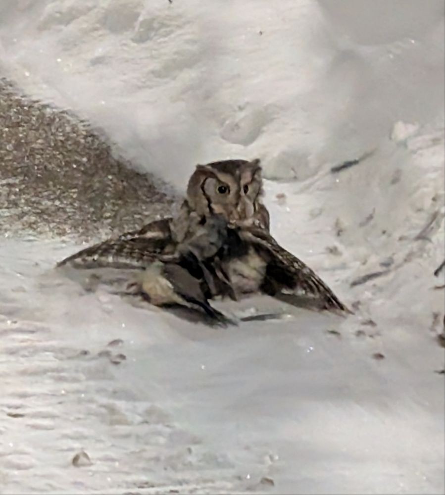 výreček americký - ML643028730