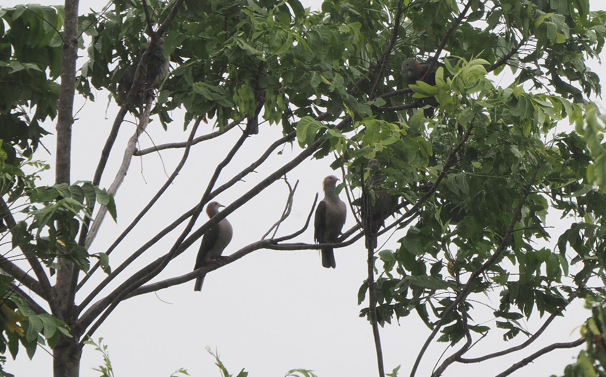 Green Imperial-Pigeon (Rufous-naped) - ML643028768