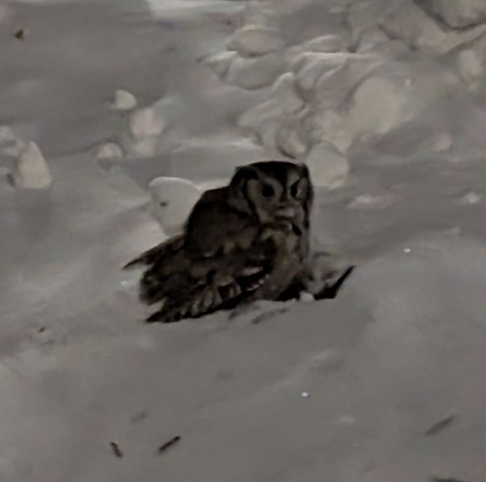 výreček americký - ML643028771