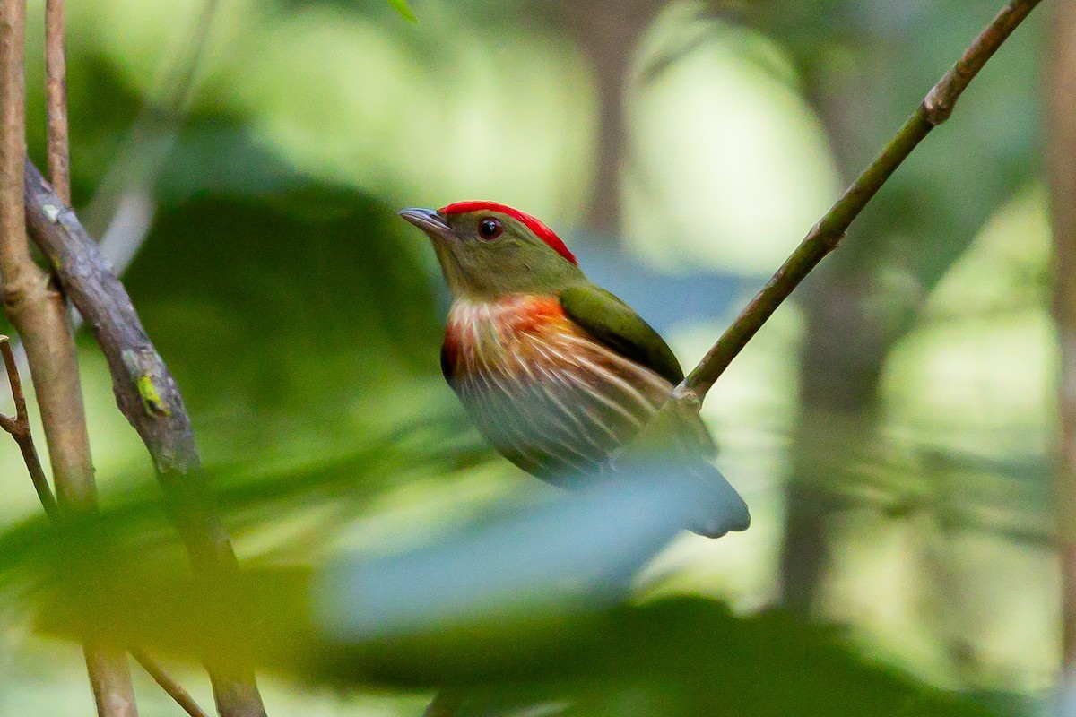Striolated Manakin - ML643028793
