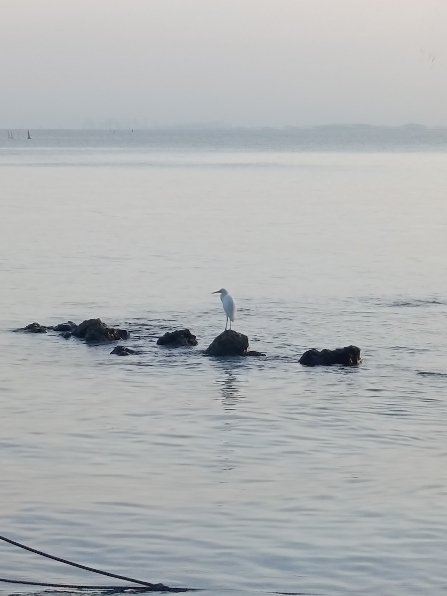 Great Egret - ML643028804