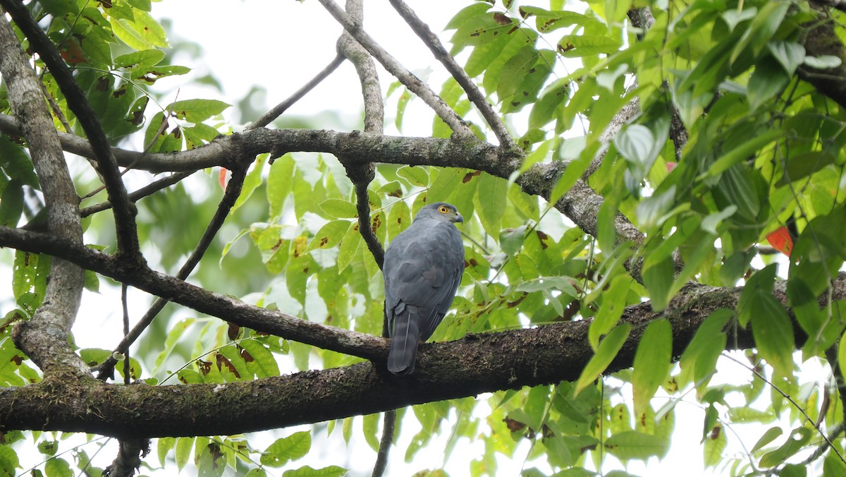 Vinous-breasted Sparrowhawk - ML643028814